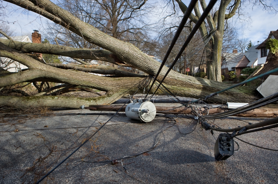 downed powerline and trees