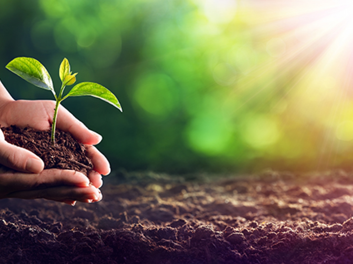 Sustainability Person Planting Seedling