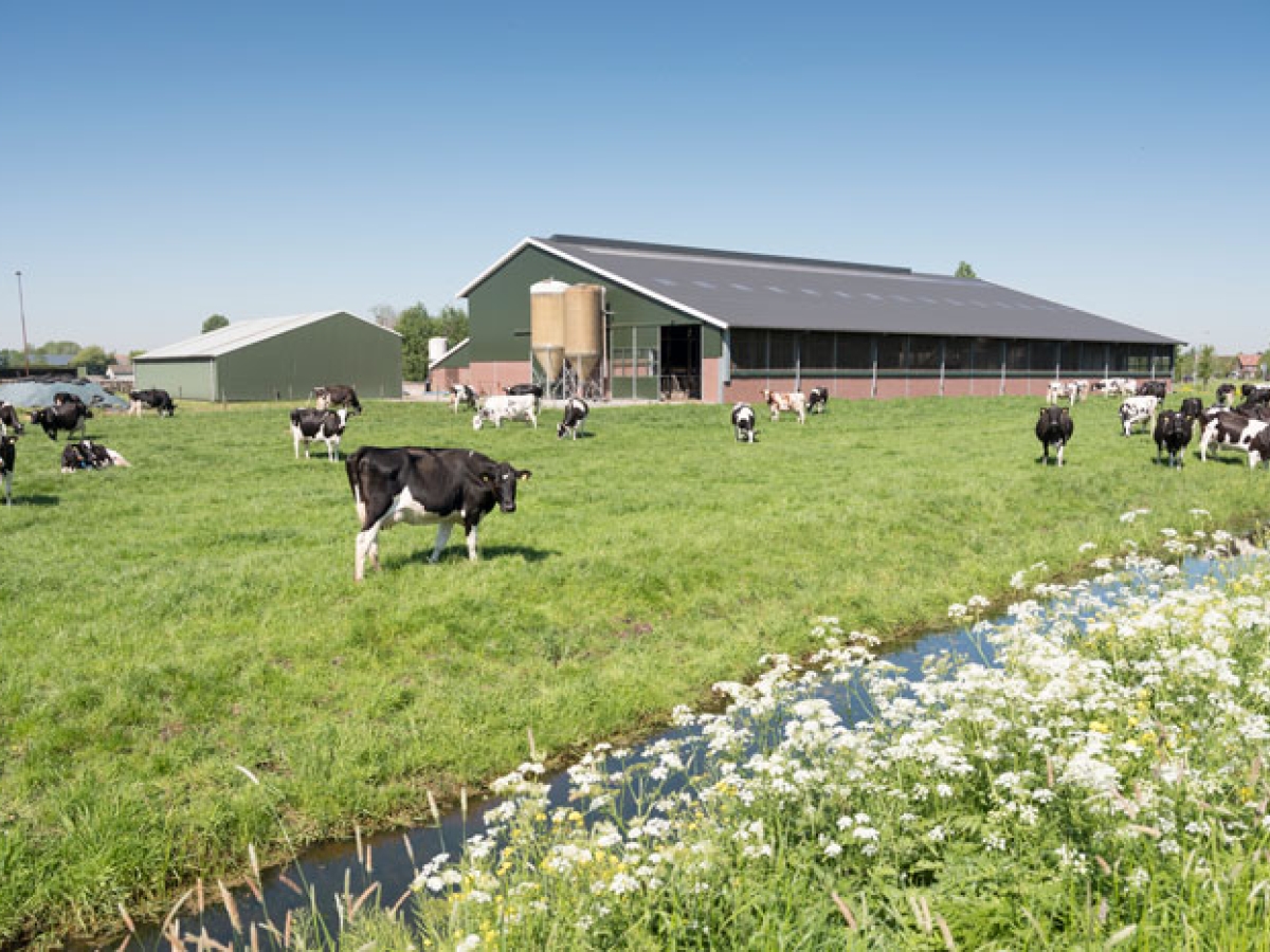 cows in pasture