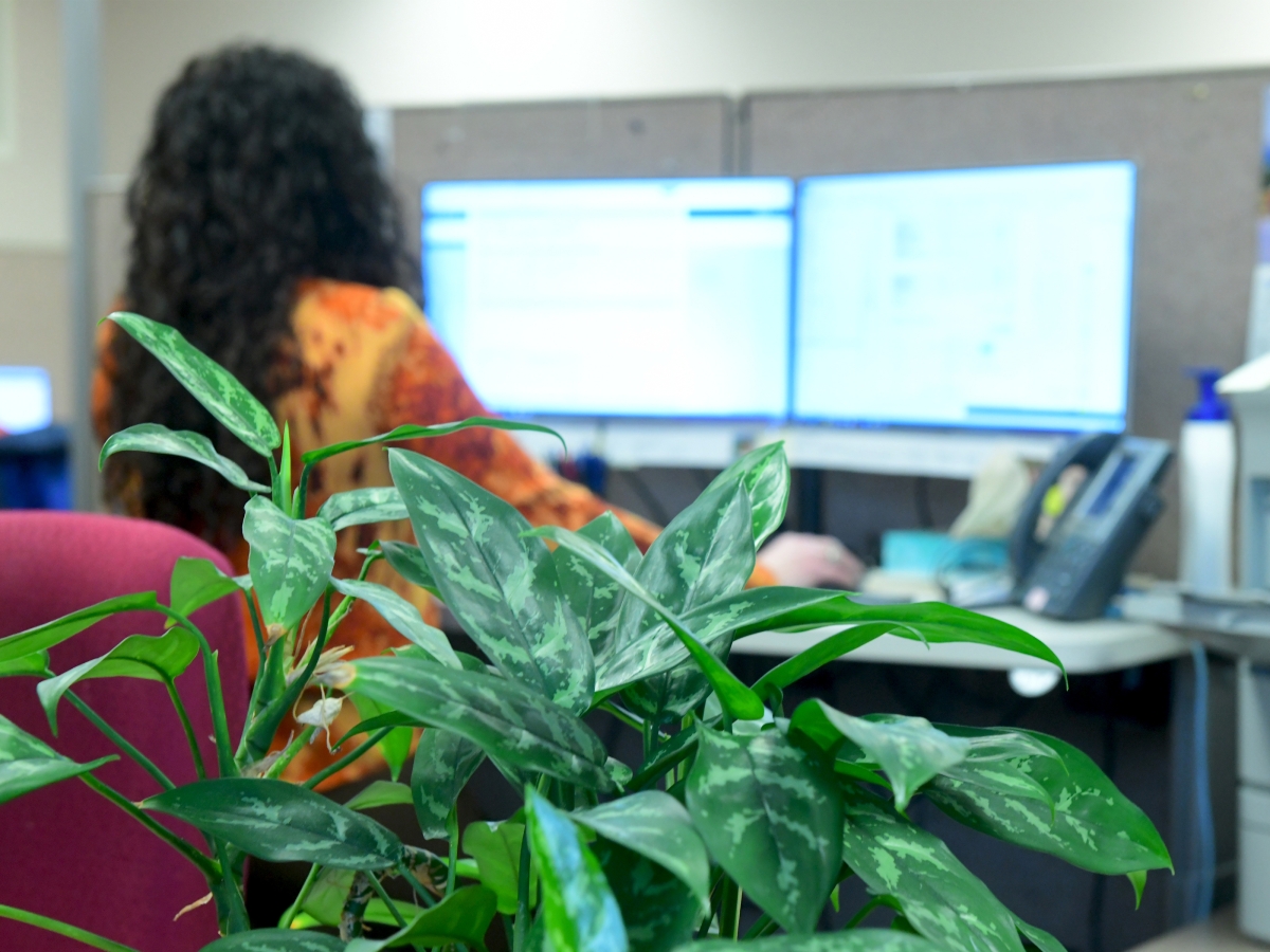 Employee on Computer Women working on a computer with a plant in the foreground